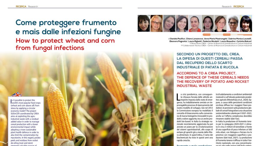 Come proteggere frumento e mais dalle infezioni fungine